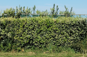 seto de olearia1